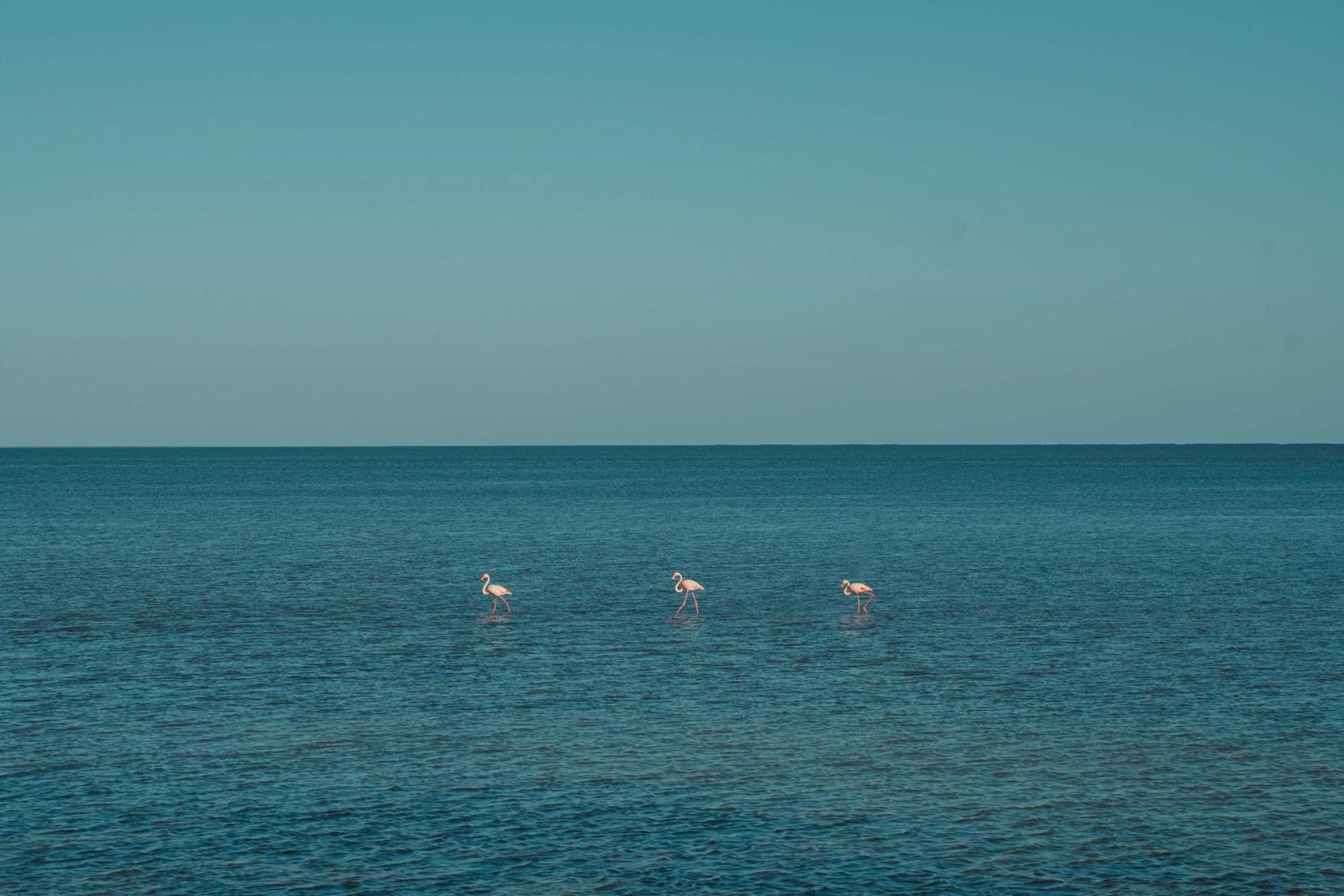 Radisson Blu Palace Resort & Thalasso, Djerba Mezraia Екстериор снимка Flamingoes in the Gulf of Aqaba